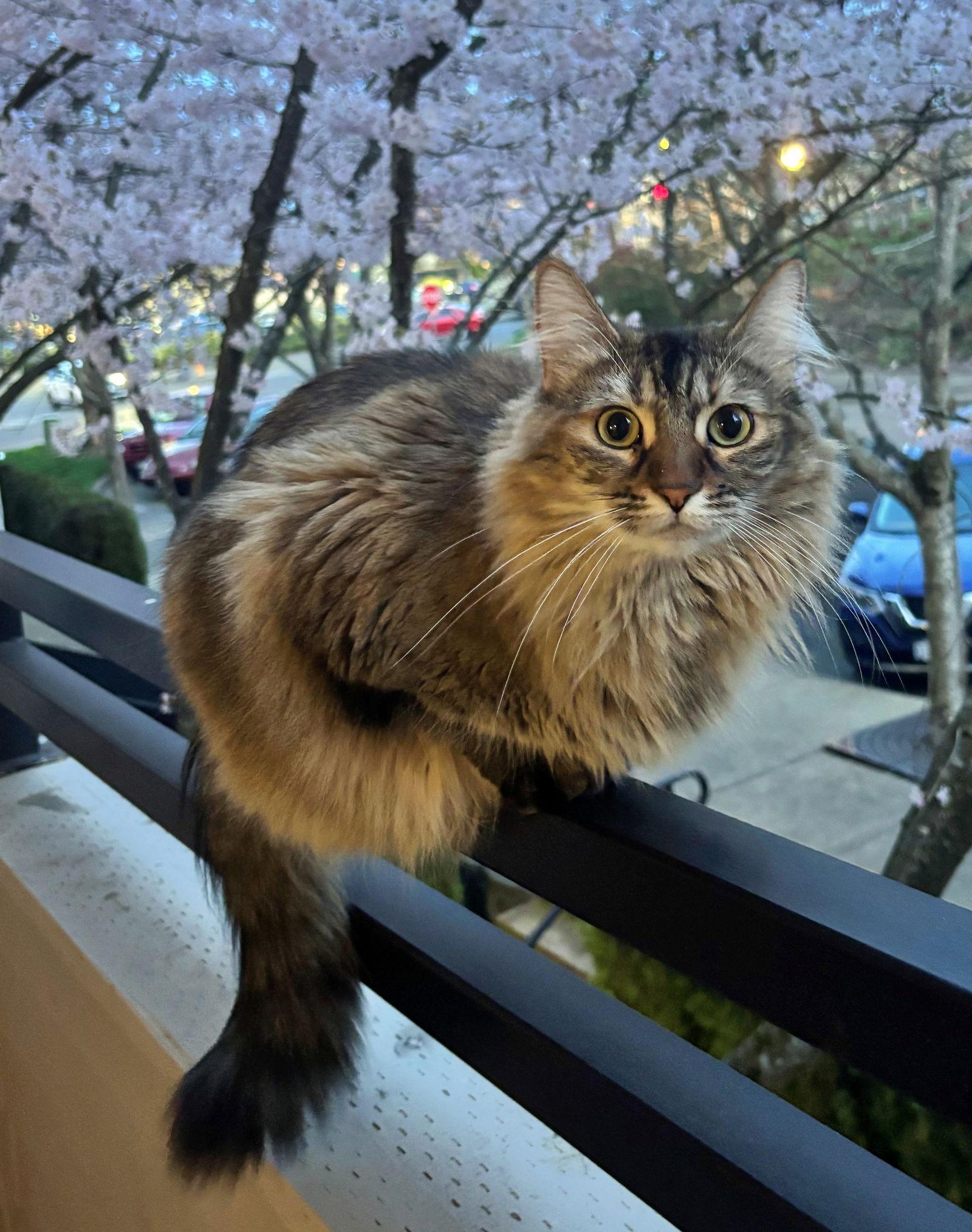 Enlarge PIXIE #1837 - Offered by Owner, a Adopted mixed breed in Hillsboro, OR image 2/3