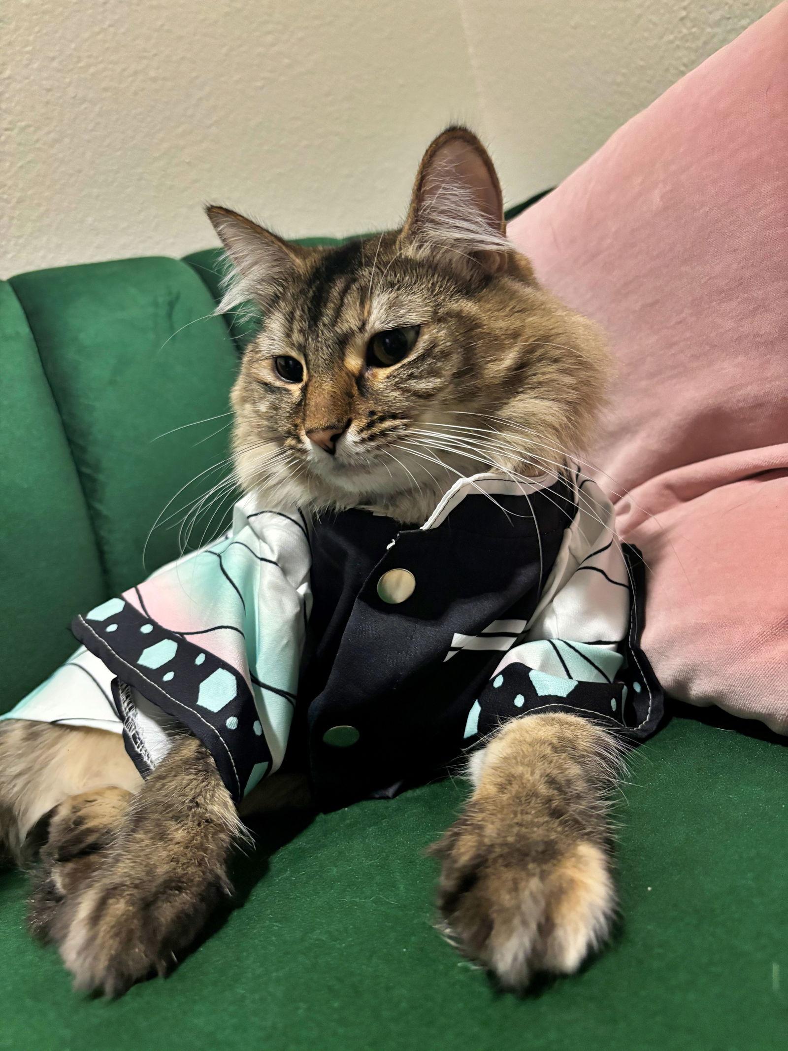 Enlarge PIXIE #1837 - Offered by Owner, a Adopted mixed breed in Hillsboro, OR image 3/3