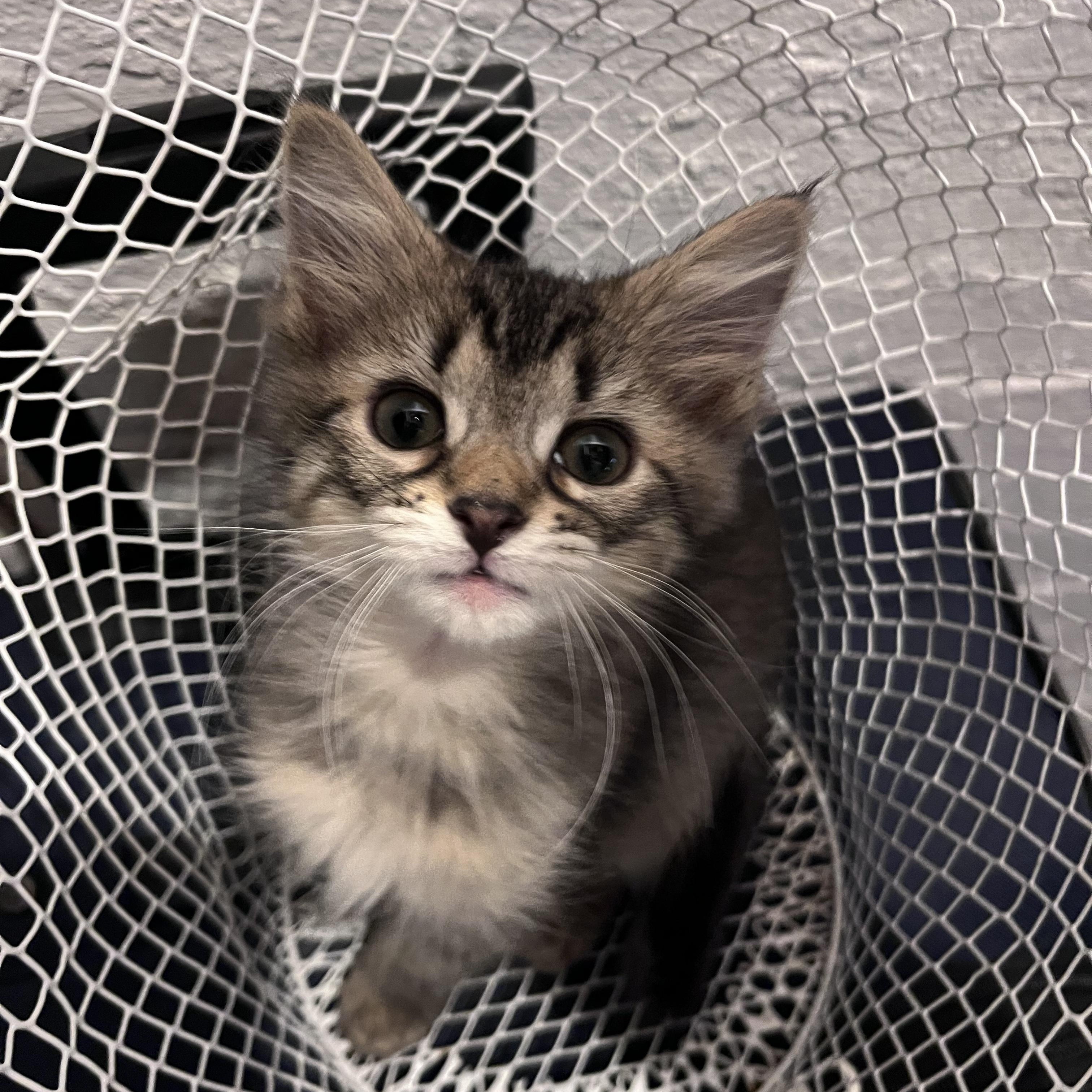 Du, adopted, Kitten Female Domestic Medium Hair.
