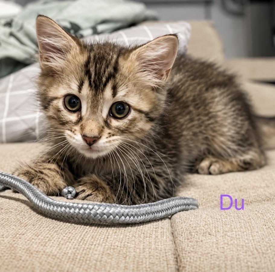 Du, an adopted Domestic Medium Hair in Youngstown, OH image 2/3