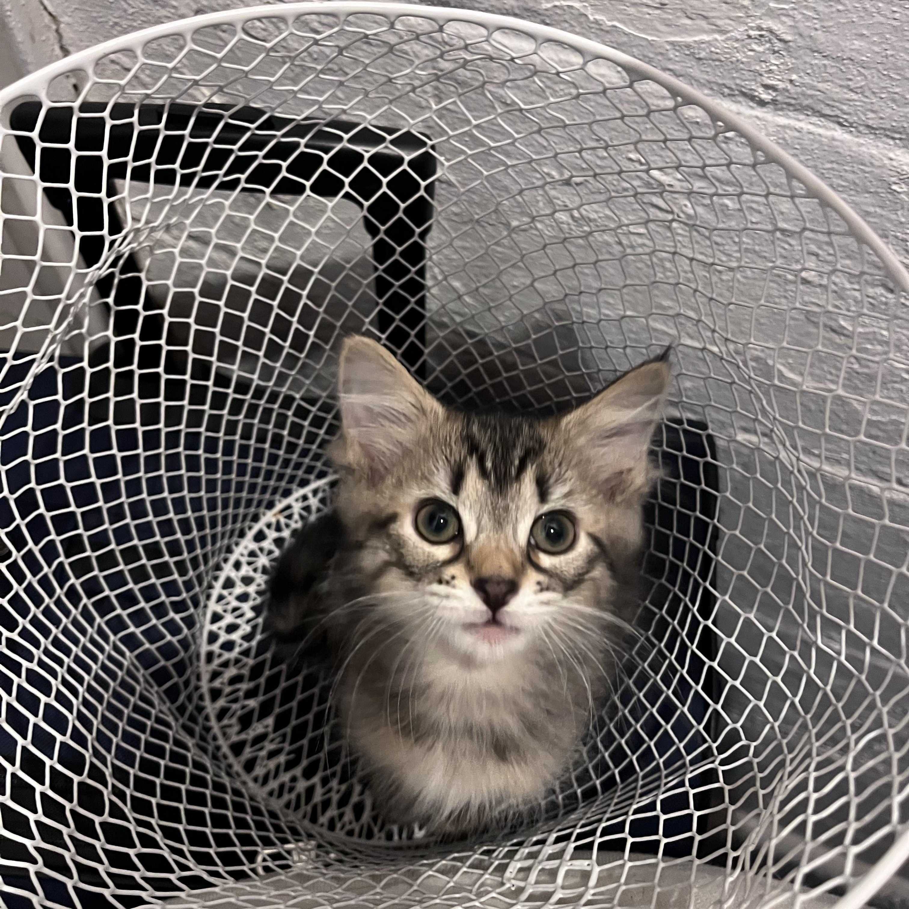 Du, an adopted Domestic Medium Hair in Youngstown, OH image 3/3