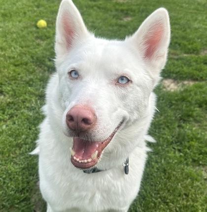 Alaska, ADOPTABLE, Adult Male Mixed Breed & Husky.