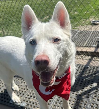 Enlarge Alaska, a ADOPTABLE mixed breed in Dubuque, IA image 2/2