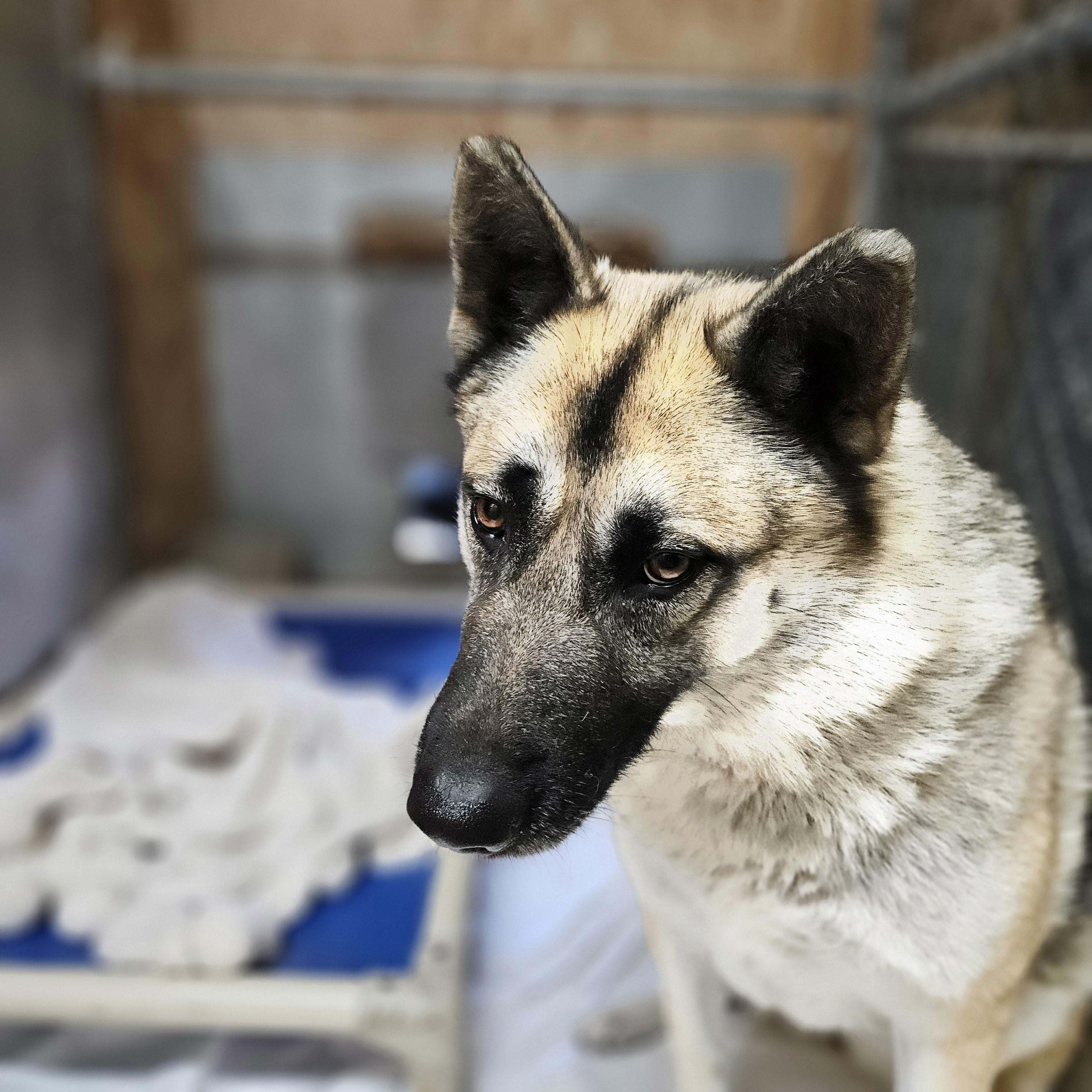 Charlie- Active Calm Girl!, a ADOPTABLE mixed breed in Seattle, WA image 2/6