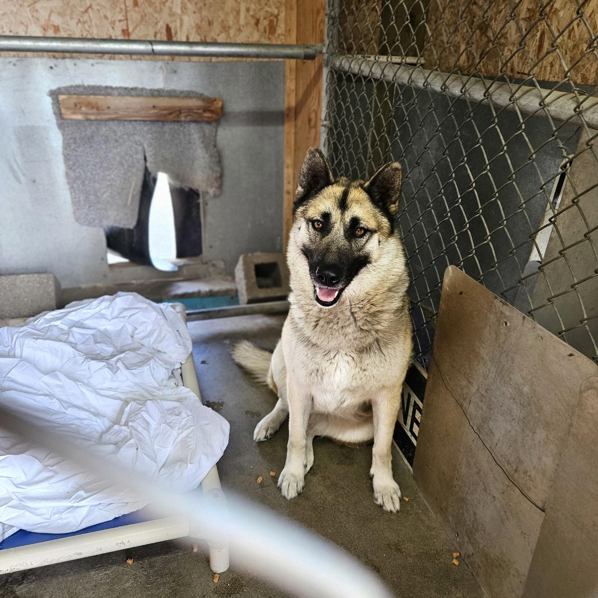 Charlie- Active Calm Girl!, ADOPTABLE, Adult Female German Shepherd Dog.