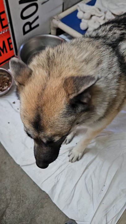 Enlarge Charlie- Active Calm Girl!, a ADOPTABLE mixed breed in Seattle, WA video 6/6