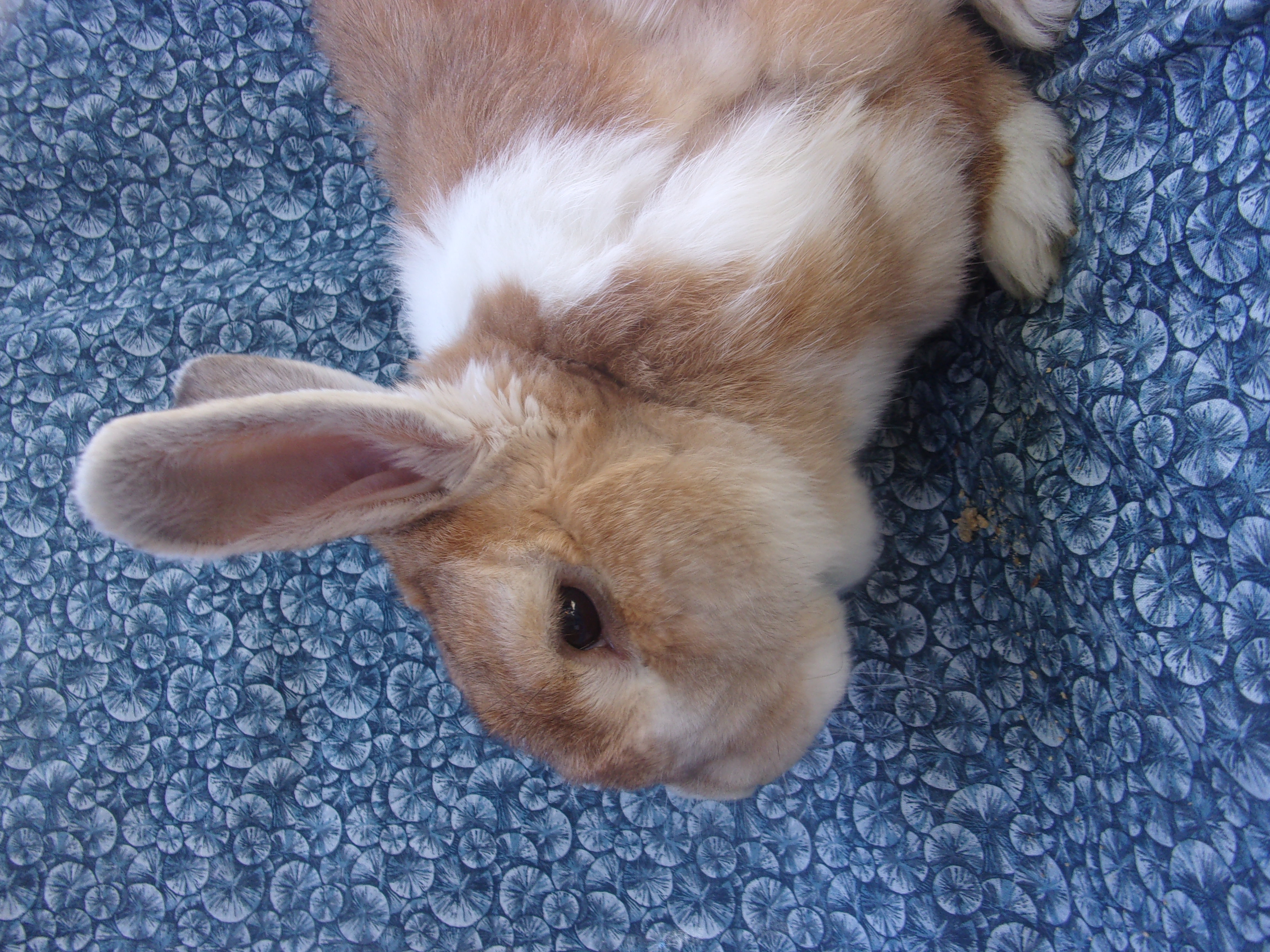 Bunicio del Torro, Adoptable, Adult Male Dutch.