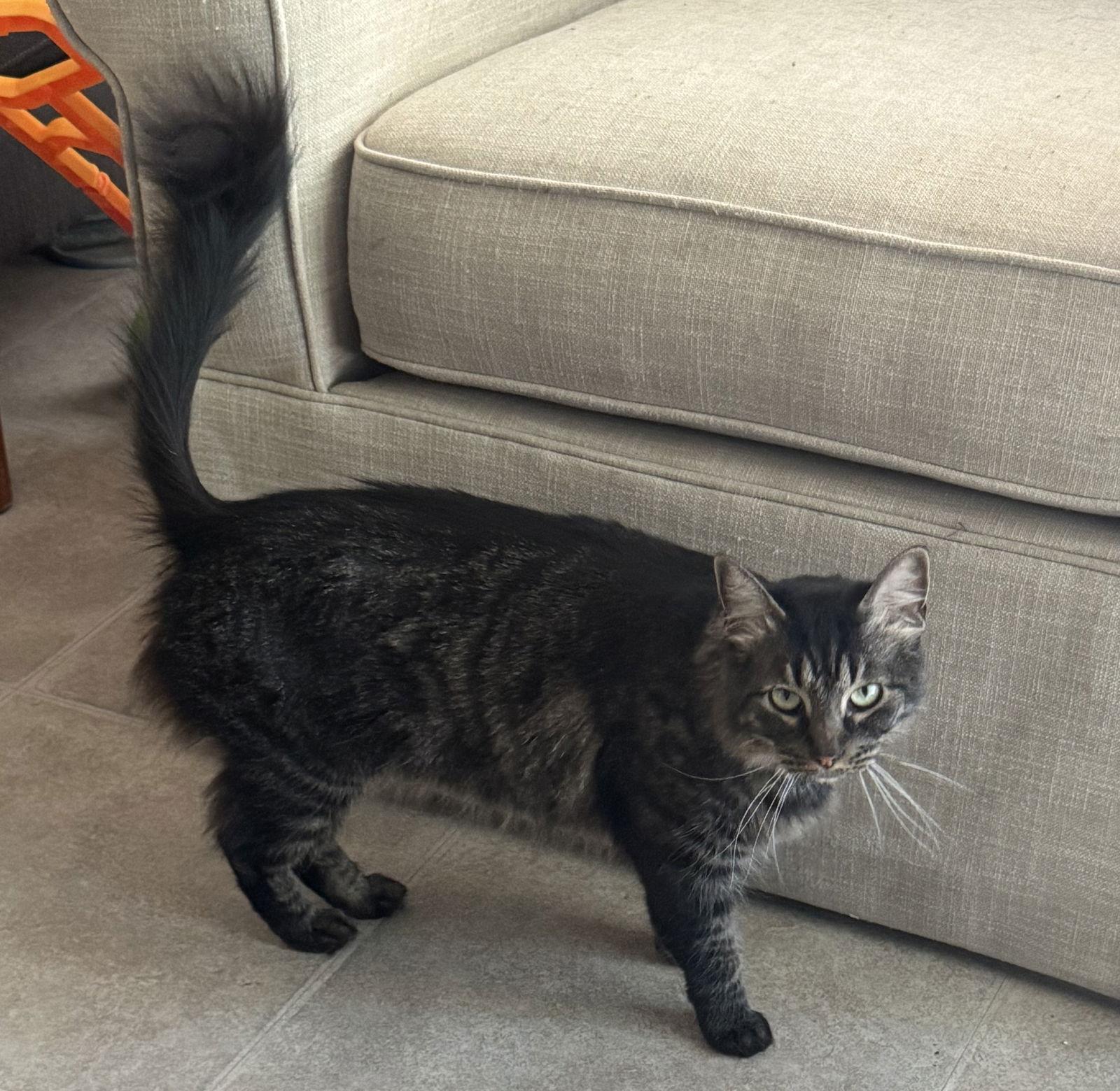 Enlarge Agnus and KK, a Adopted mixed breed in Walnut Creek, CA image 1/3