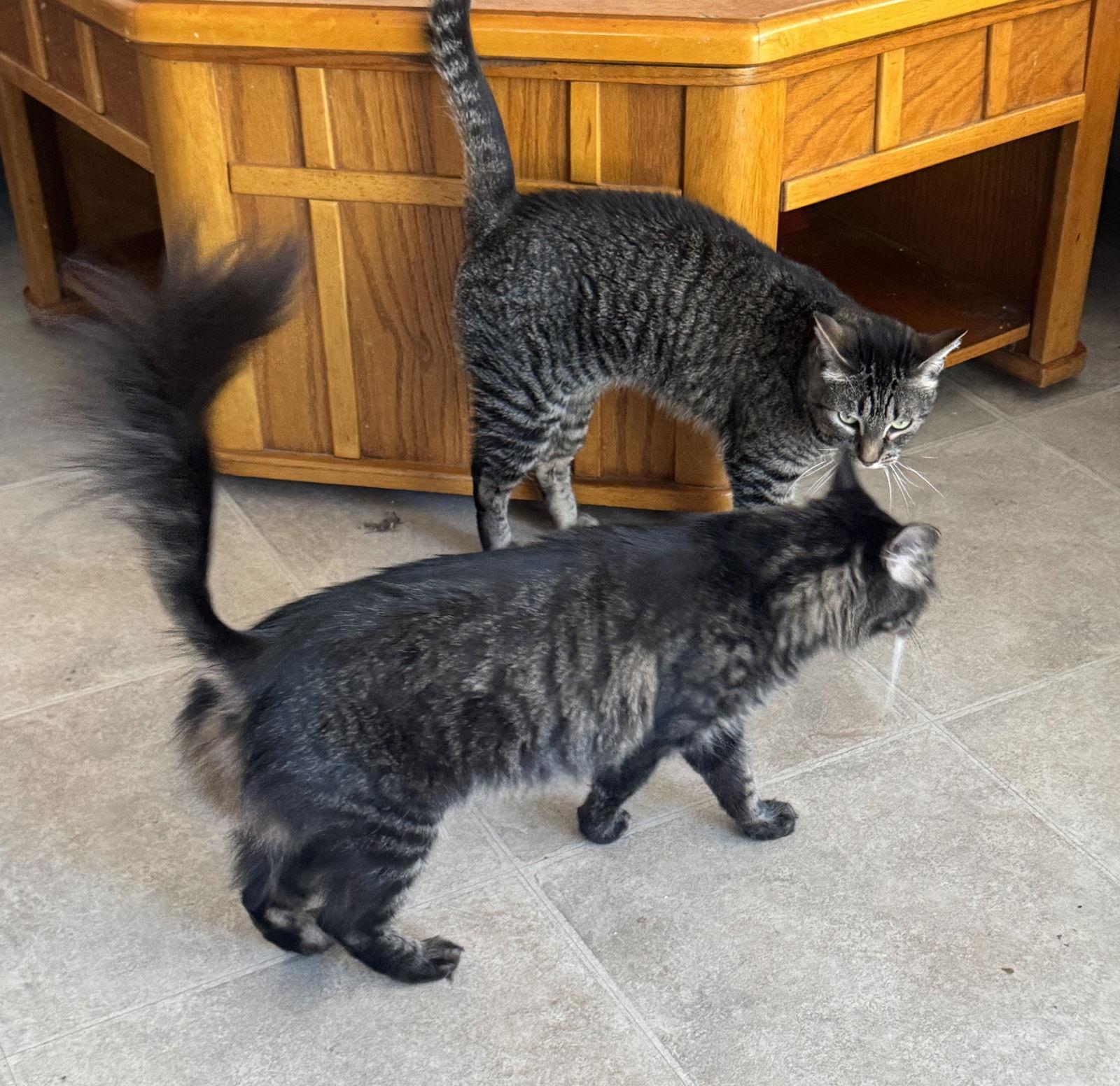 Enlarge Agnus and KK, a Adopted mixed breed in Walnut Creek, CA image 3/3