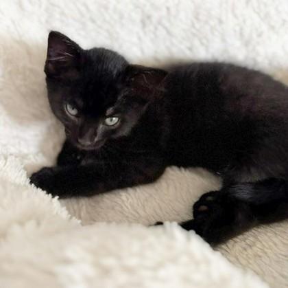 Enlarge Linus, a Adoptable mixed breed in Wheaton, IL image 2/2
