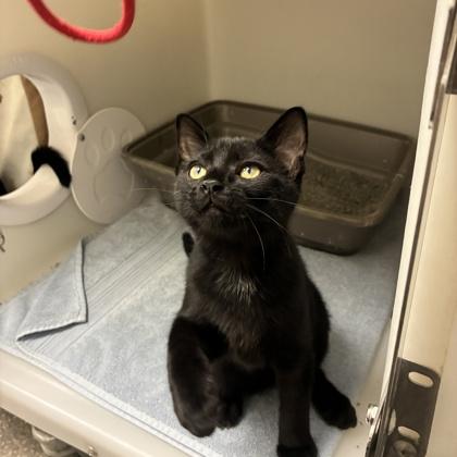 Linus, Adoptable, Kitten Male Domestic Short Hair & Domestic Short Hair.