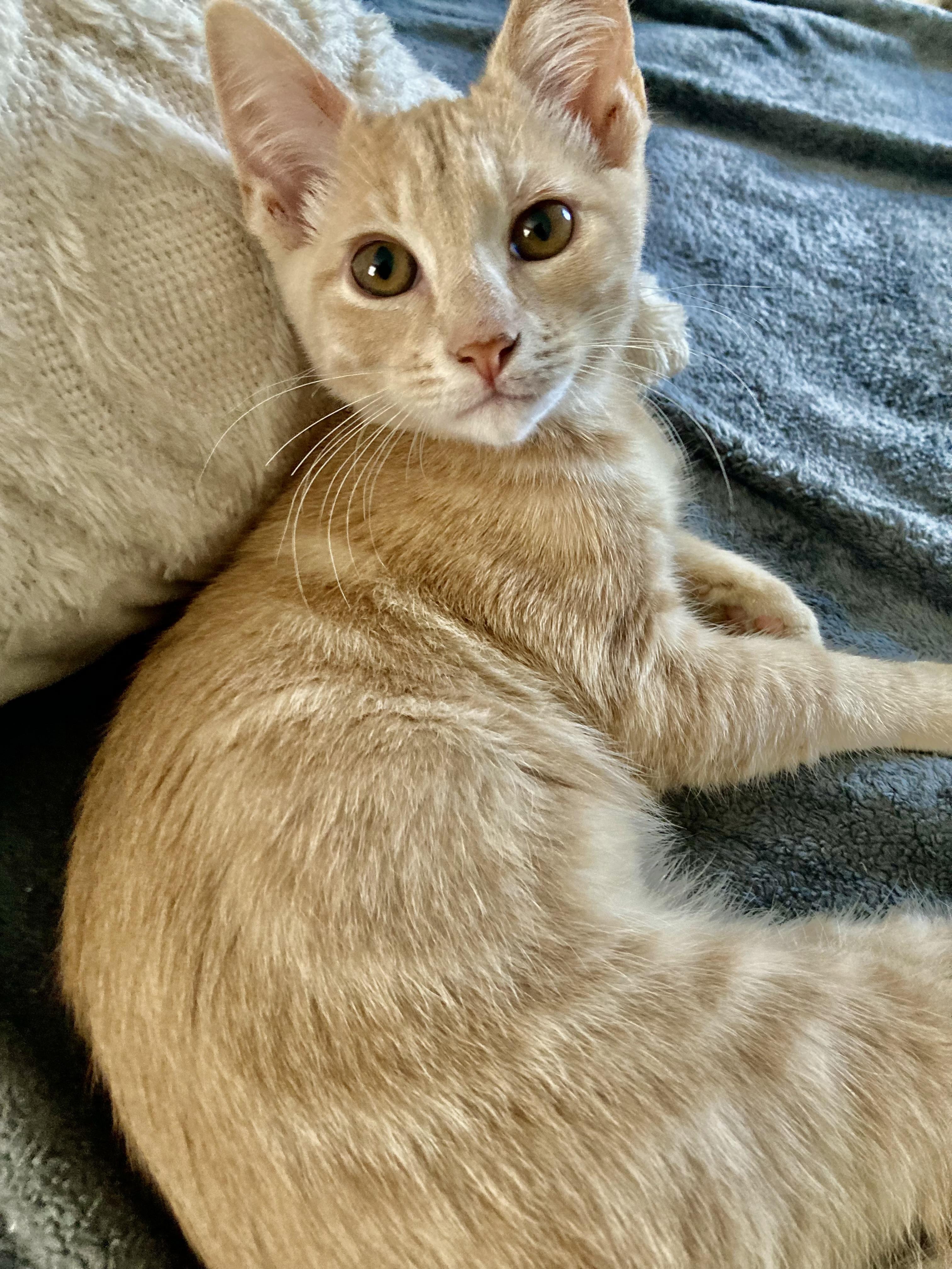 Garth, Adoptable, Kitten Male Domestic Short Hair.