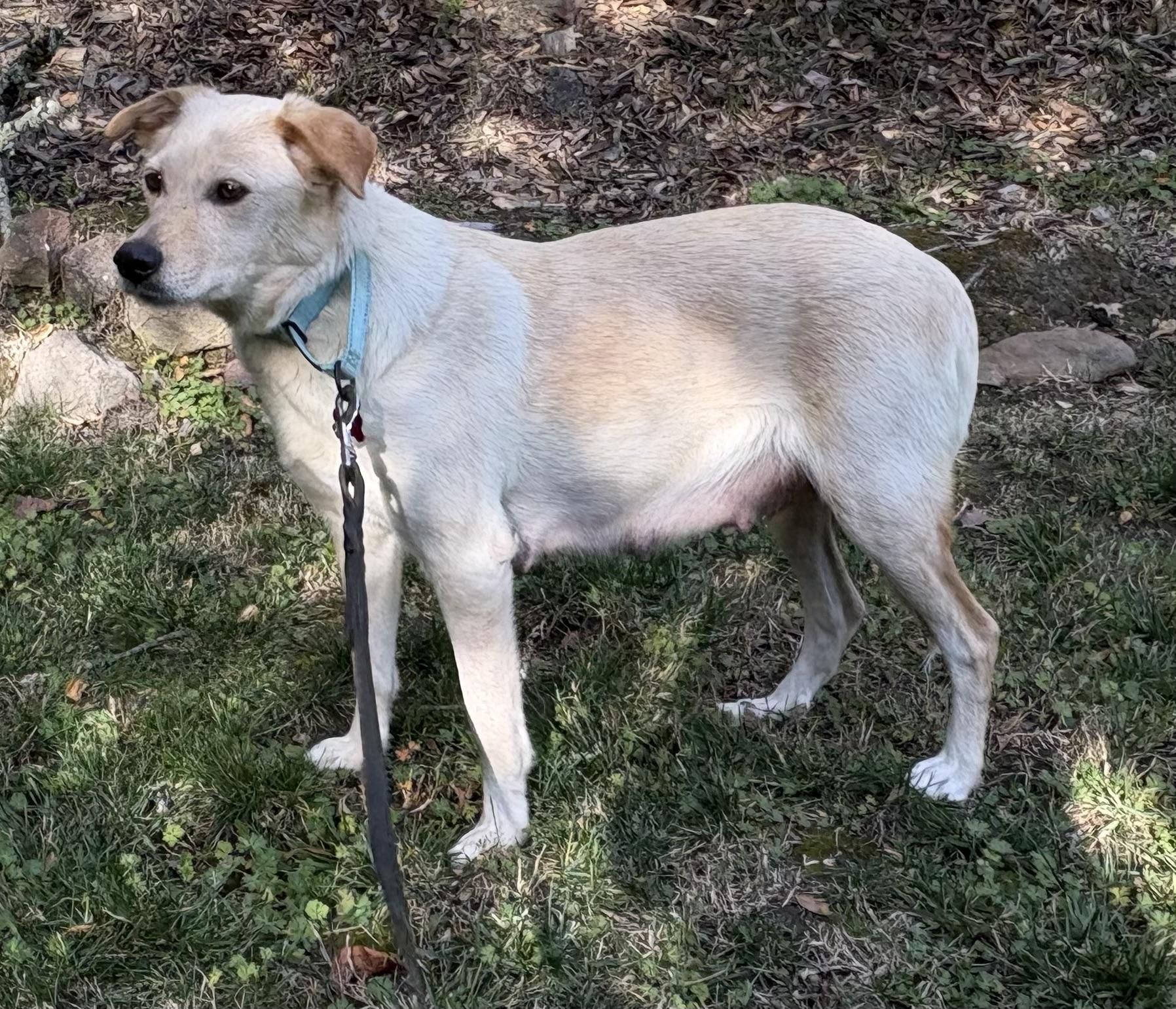 Enlarge Gracie, a ADOPTABLE mixed breed in San Francisco, CA image 2/5