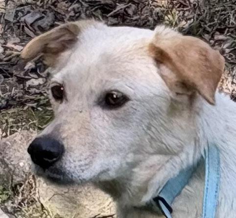 Gracie, ADOPTABLE, Adult Female Labrador Retriever.