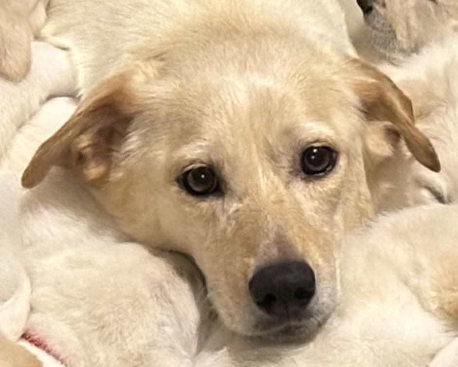 Gracie — thumbnail 5