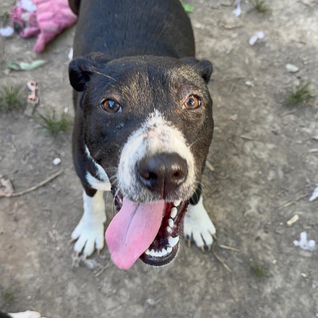 Enlarge Remy, a Adoptable Hound in Parrish, AL image 1/3