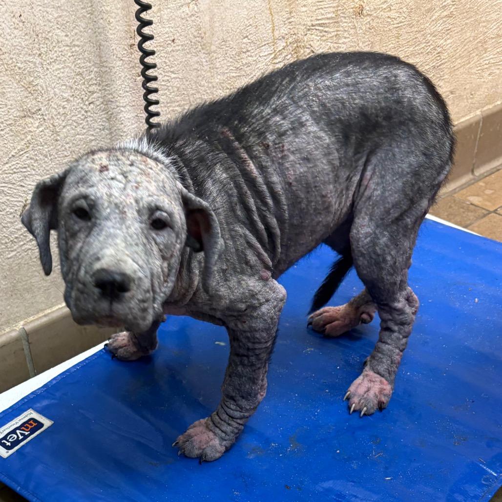Remy, Adoptable, Puppy Female Hound.