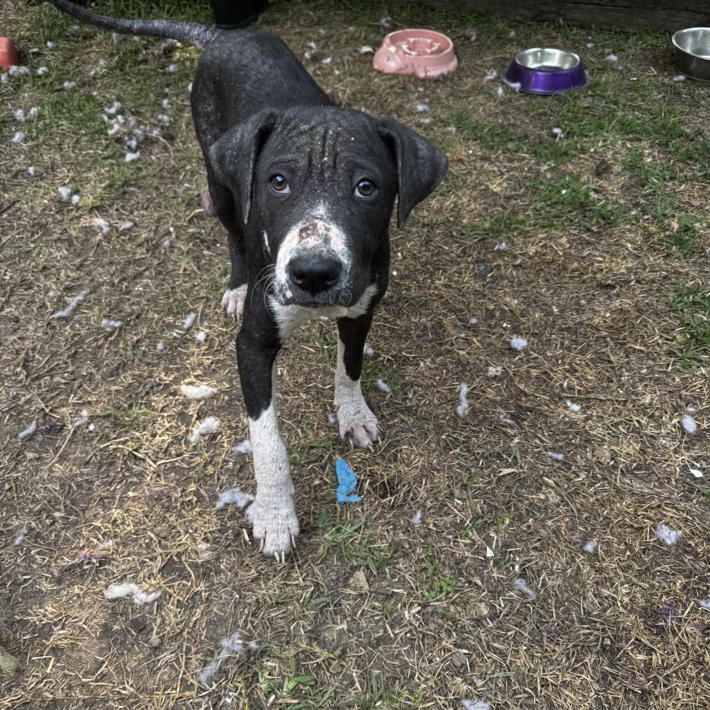 Enlarge Remy, a Adoptable Hound in Parrish, AL image 2/2