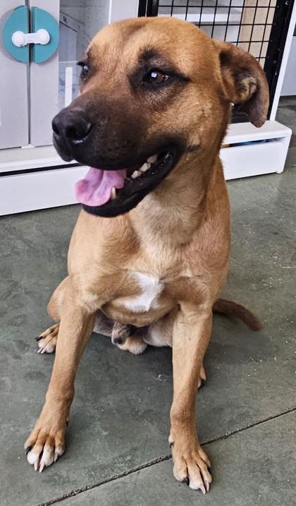 Wally, a Adoptable mixed breed in Edgewood, NM image 1/3