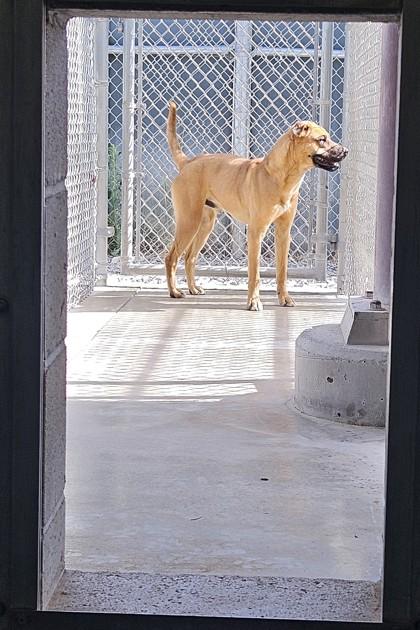Wally, Adoptable, Adult Male Black Mouth Cur & Mixed Breed.