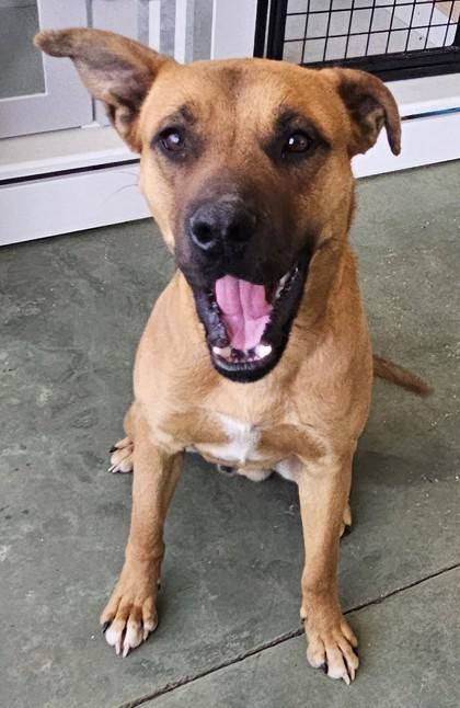 Wally, Adoptable, Adult Male Black Mouth Cur & Mixed Breed.