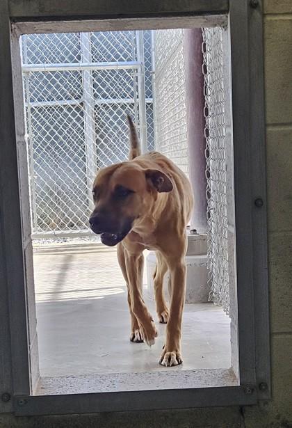 Wally, a Adoptable mixed breed in Edgewood, NM image 3/3