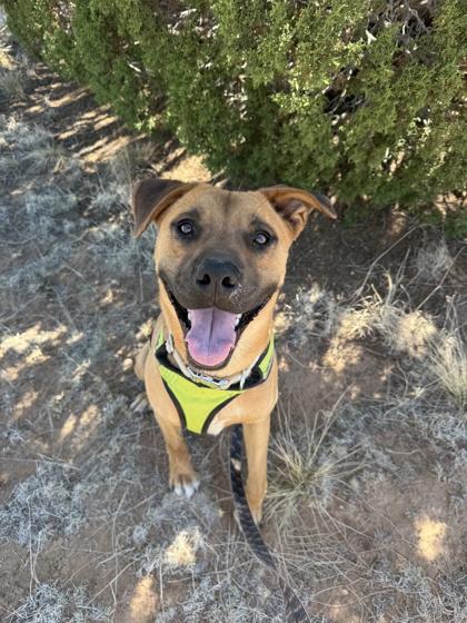 Wally, a Adoptable mixed breed in Edgewood, NM image 2/3