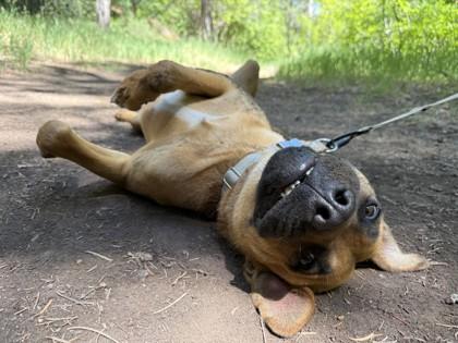 Wally, a Adoptable mixed breed in Edgewood, NM image 3/3
