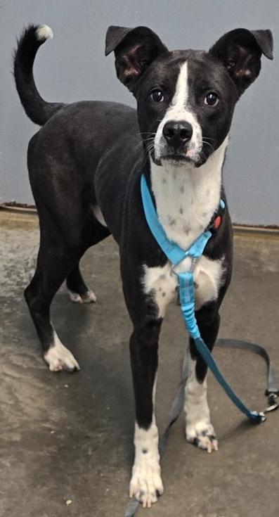 Banjo Bandit, a Adoptable Terrier in Evansville, IN image 1/3