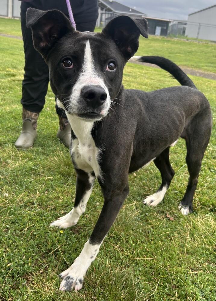 Banjo Bandit, a Adoptable Terrier in Evansville, IN image 2/3