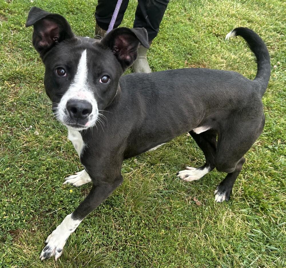 Banjo Bandit, a Adoptable Terrier in Evansville, IN image 3/3
