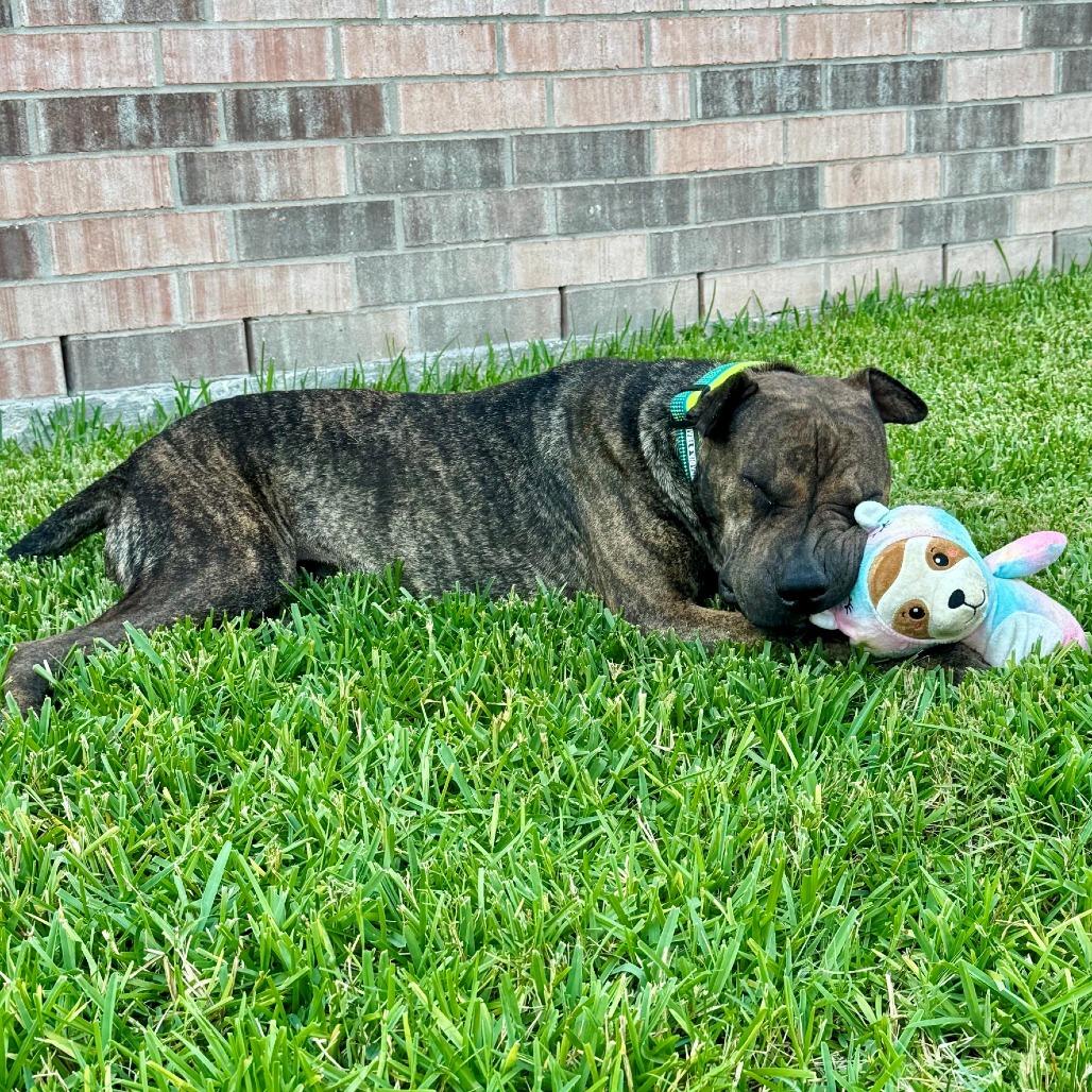 Rox (formerly Bonzai), Adoptable, Adult Male Shar-Pei.