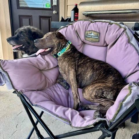 Enlarge Rox (formerly Bonzai), a Adoptable Shar-Pei in Houston, TX image 2/4