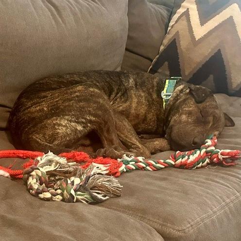 Enlarge Rox (formerly Bonzai), a Adoptable Shar-Pei in Houston, TX image 3/4