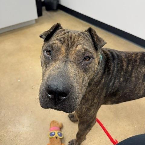 Enlarge Rox (formerly Bonzai), a Adoptable Shar-Pei in Houston, TX image 4/4