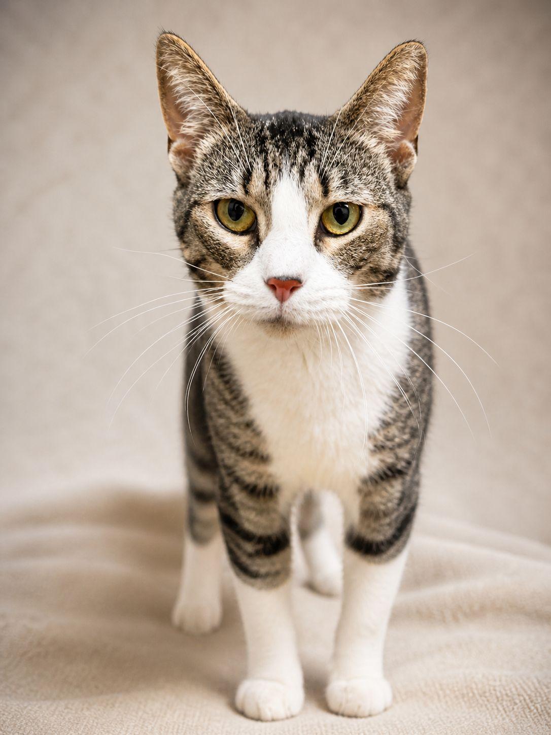 Enlarge Cappuccino , a ADOPTABLE Tabby in Miami, FL image 1/1