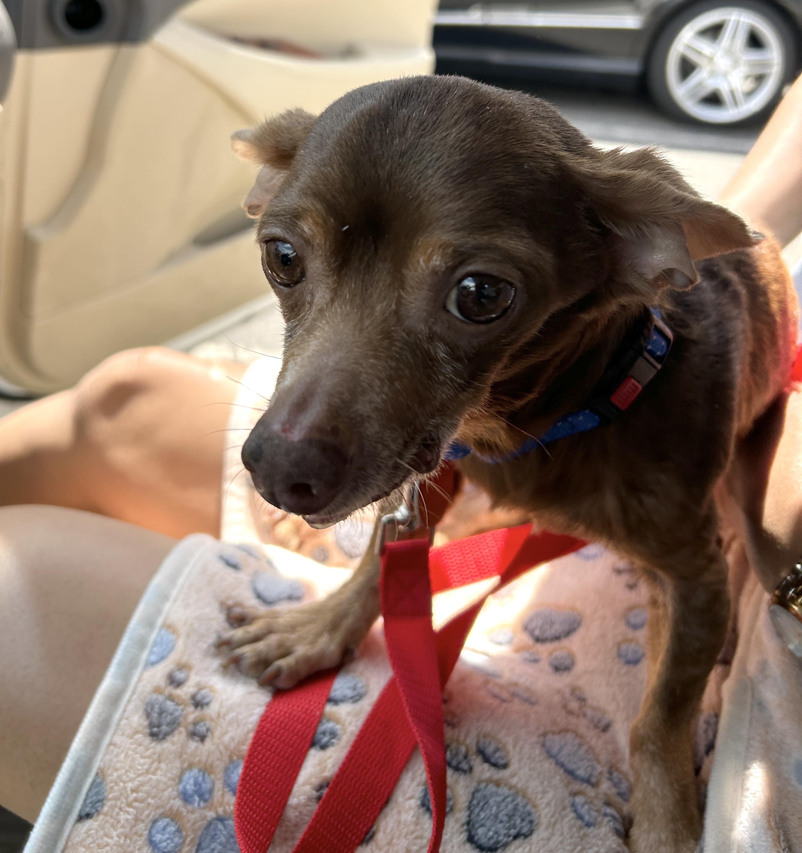 Rocky, a ADOPTABLE mixed breed in Brooklyn, NY image 5/5