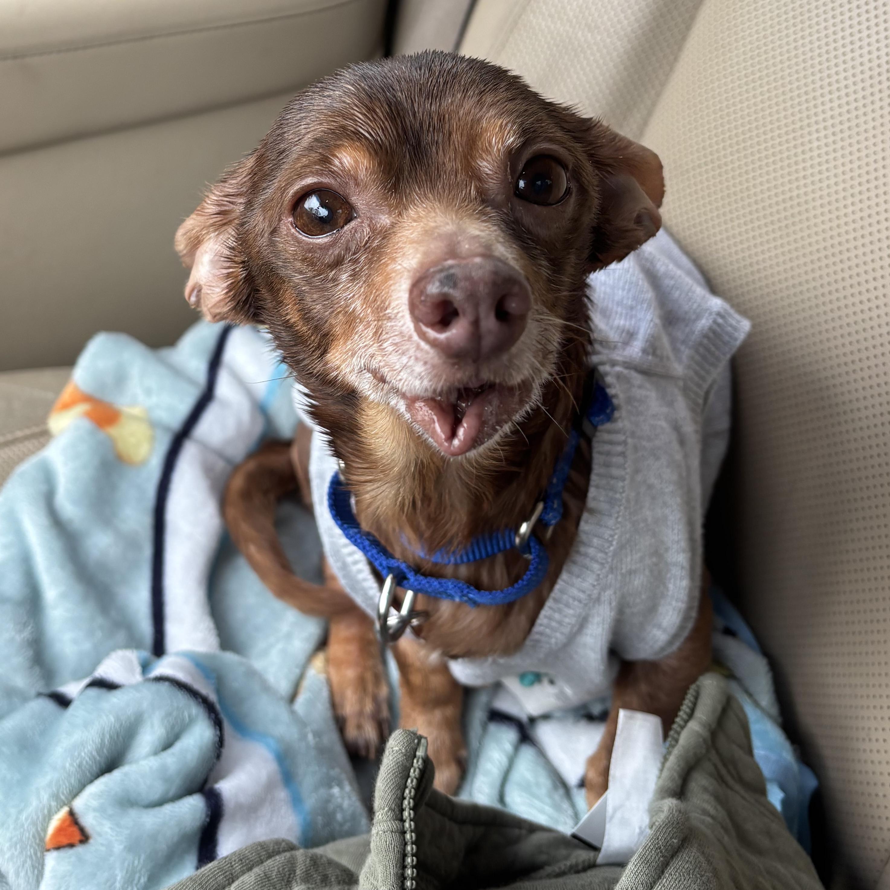Rocky, a ADOPTABLE mixed breed in Brooklyn, NY image 4/5
