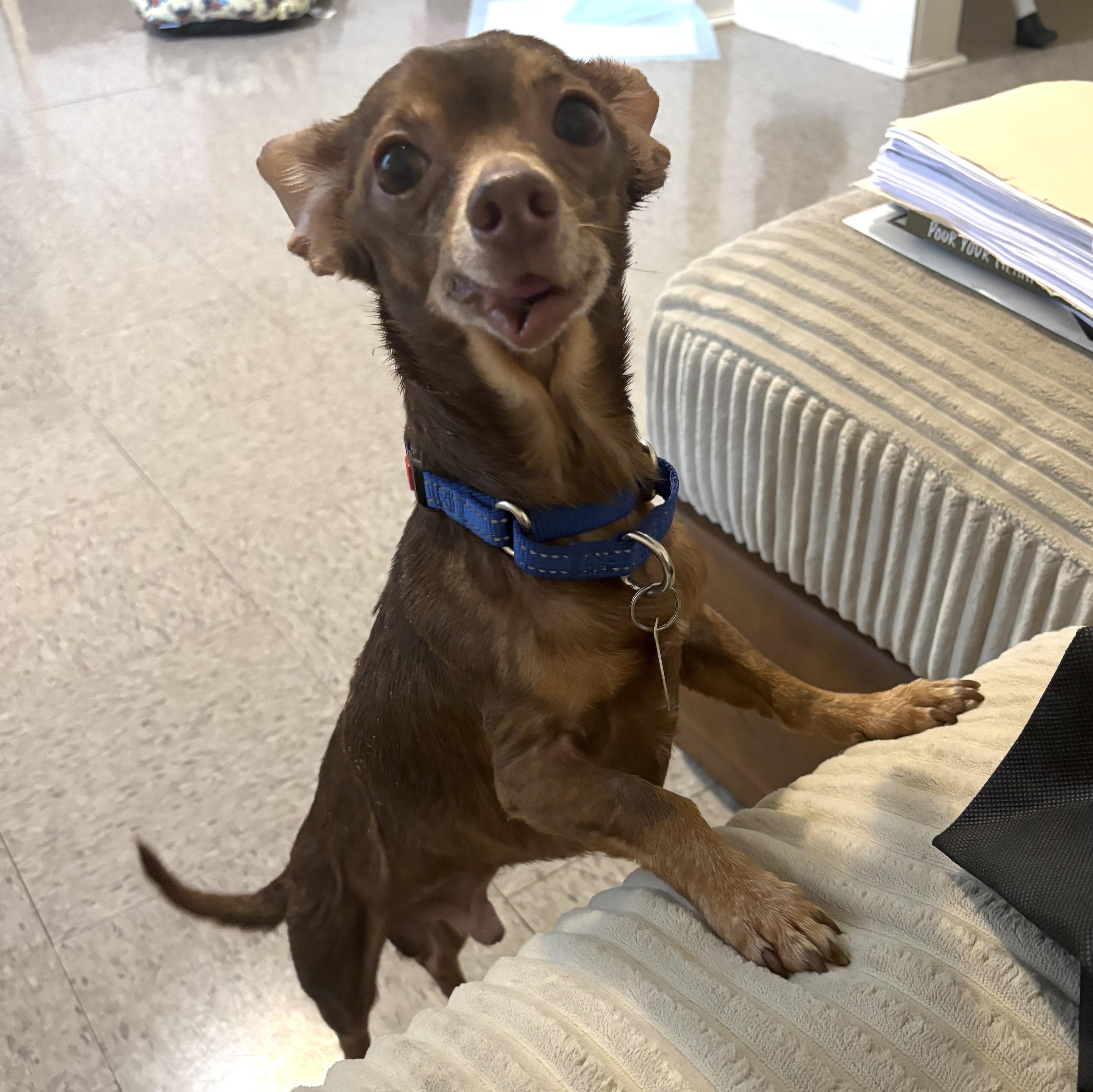 Rocky, a ADOPTABLE mixed breed in Brooklyn, NY image 3/5
