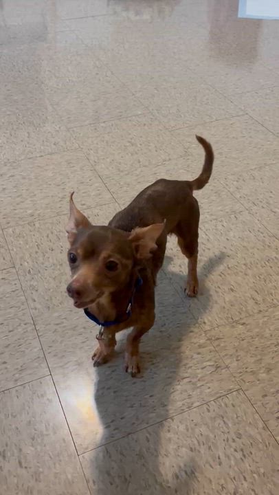 Enlarge Rocky, a ADOPTABLE mixed breed in Brooklyn, NY video 2/5
