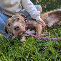 Copper, Adoptable, Young Male Bullmastiff.