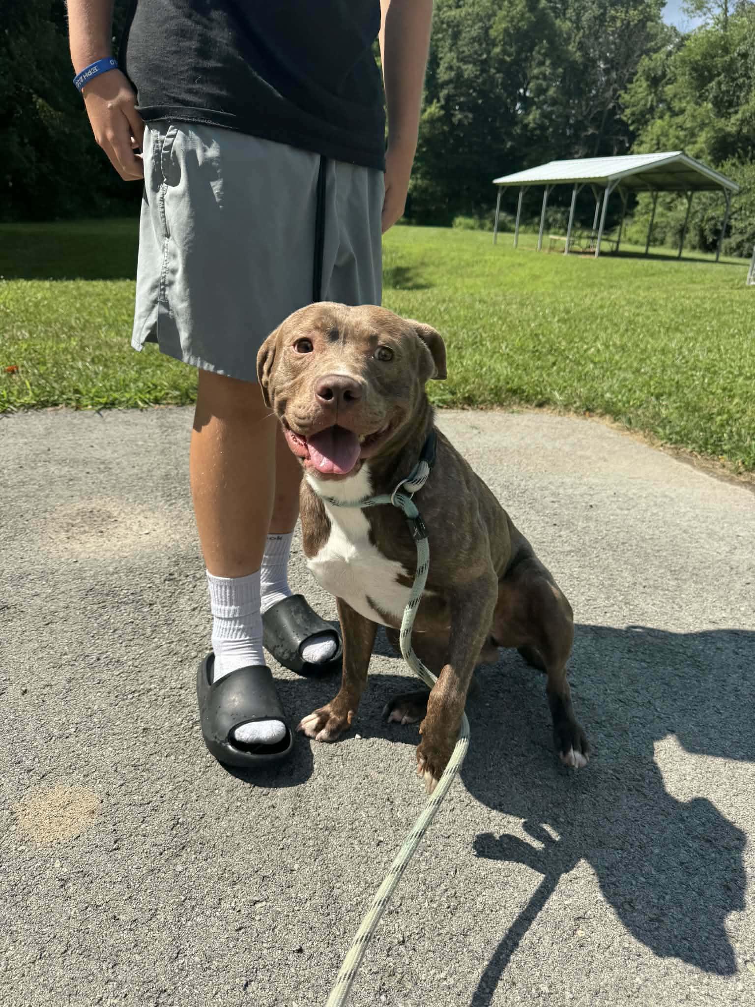 Enlarge Copper, a Adoptable Bullmastiff in Cincinnati, OH image 2/3