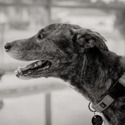 Enlarge Drina, a Adoptable Greyhound in Tampa, FL image 1/6
