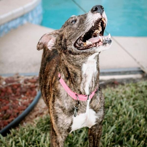 Enlarge Drina, a Adoptable Greyhound in Tampa, FL image 2/6