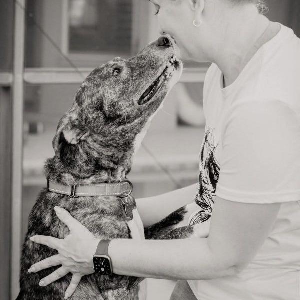 Enlarge Drina, a Adoptable Greyhound in Tampa, FL image 3/6