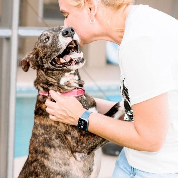Enlarge Drina, a Adoptable Greyhound in Tampa, FL image 4/6