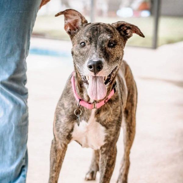 Enlarge Drina, a Adoptable Greyhound in Tampa, FL image 5/6