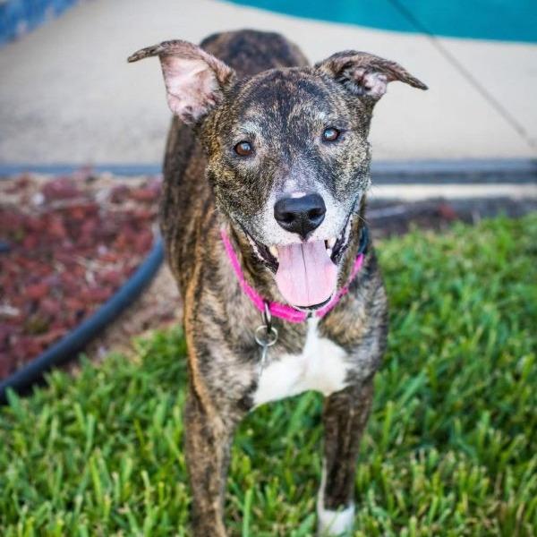 Enlarge Drina, a Adoptable Greyhound in Tampa, FL image 6/6