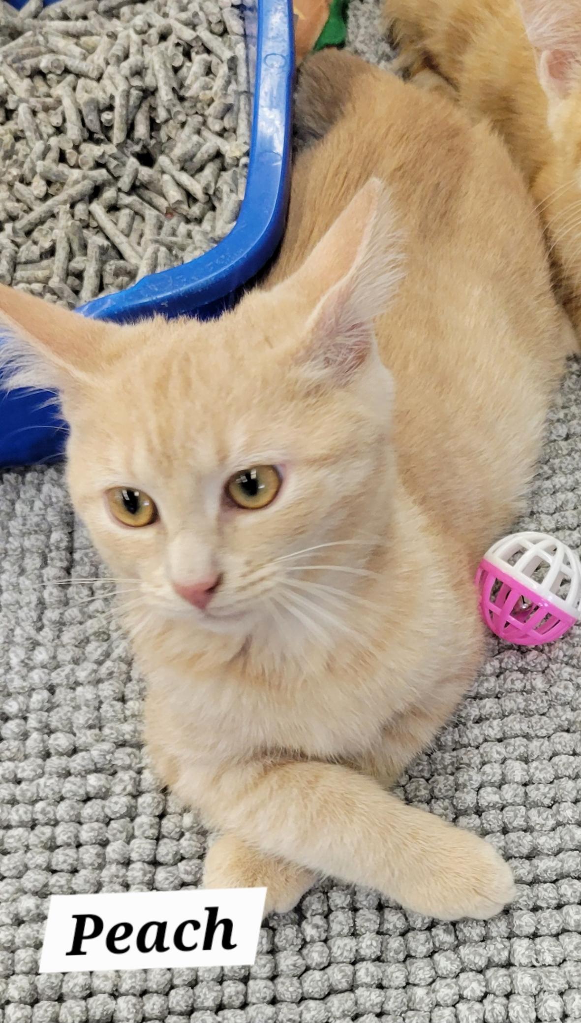 Enlarge Peach, a Adoptable Domestic Short Hair in Green Brook, NJ image 1/1