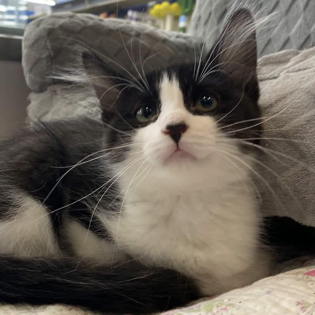 Blossom, adoptable, Kitten Female Domestic Medium Hair.